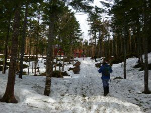 樹林帯の雪道